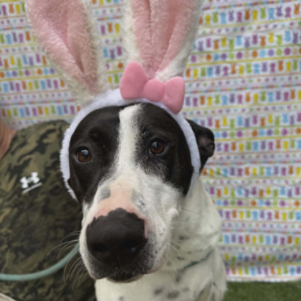 Lizzy, Adoptable, Adult Female Hound & Mixed Breed.