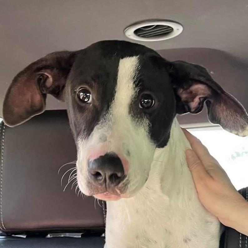 Enlarge Lizzy, a Adoptable mixed breed in Smithfield, NC image 2/2