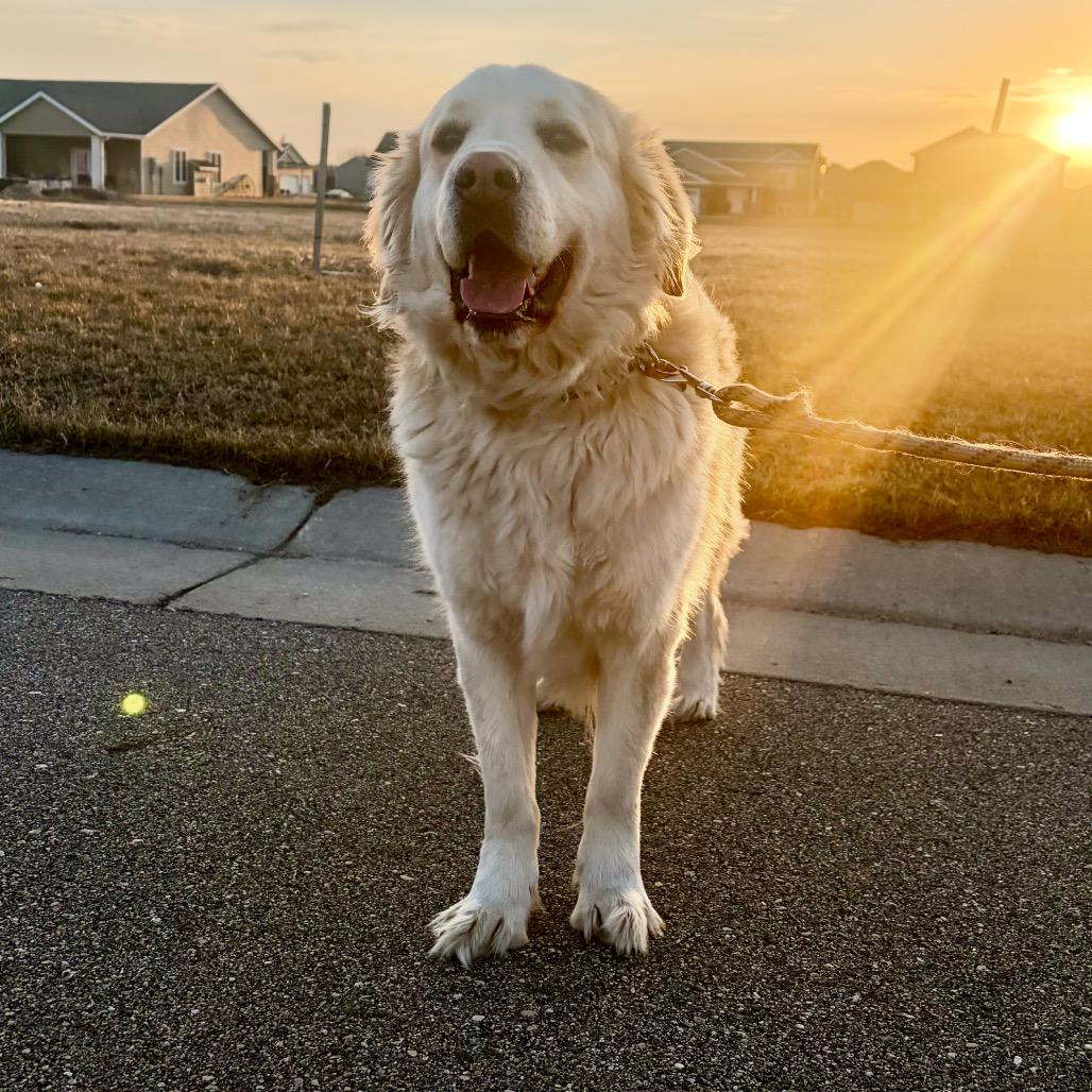 Thomas, Adoptable, Adult Male Golden Retriever & Great Pyrenees.