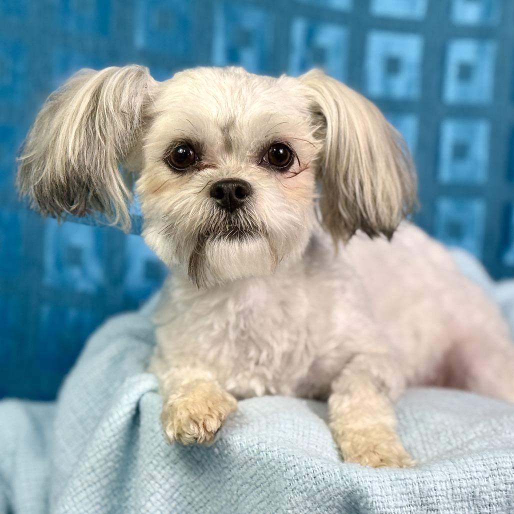Enlarge Teddy and Bunny: Bonded Pair, a Adoptable Shih Tzu in San Antonio, TX image 3/6