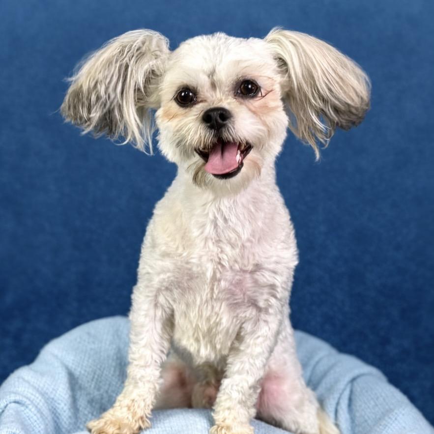Teddy and Bunny: Bonded Pair, Adoptable, Young Male Shih Tzu.