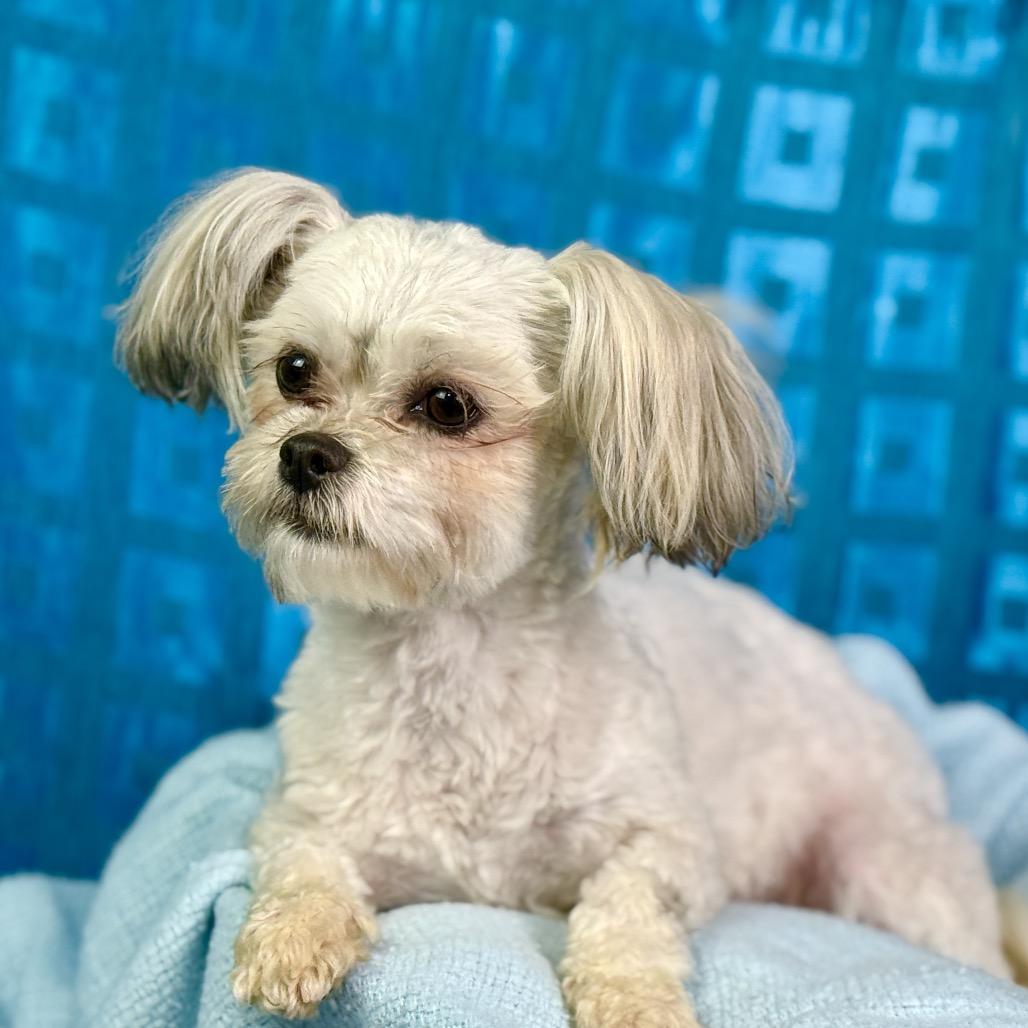 Enlarge Teddy and Bunny: Bonded Pair, a Adoptable Shih Tzu in San Antonio, TX image 5/6