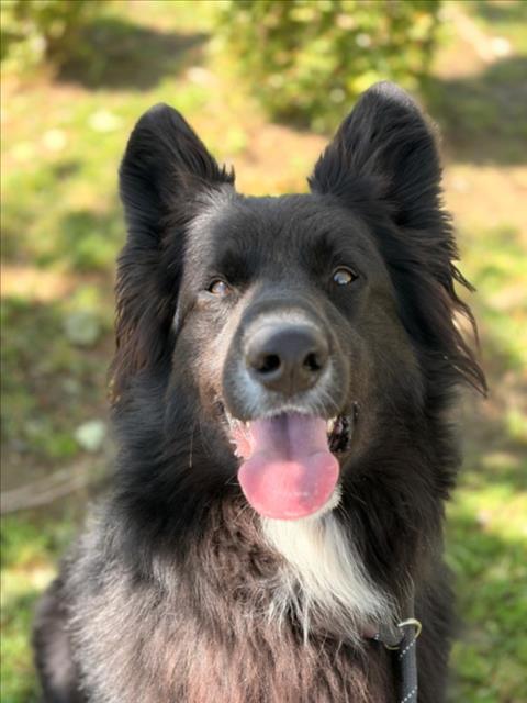 *DANTE, Adoptable, Adult Male Border Collie & German Shepherd Dog.