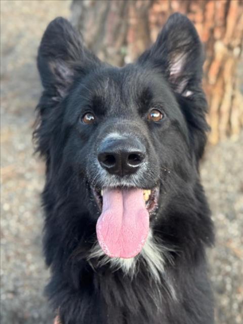 *DANTE, Adoptable, Adult Male Border Collie & German Shepherd Dog.