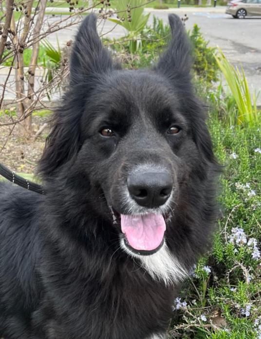 *DANTE, Adoptable, Adult Male Border Collie & German Shepherd Dog.