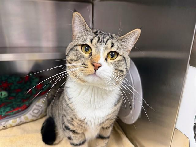 TURBO, Adoptable, Young Male Domestic Short Hair.