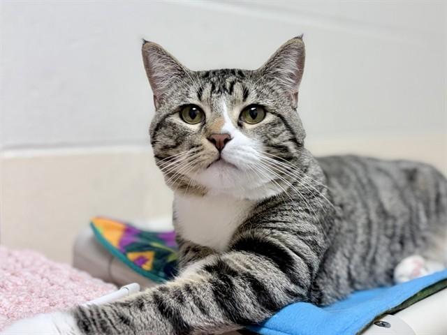 Enlarge TURBO, a Adoptable Domestic Short Hair in Ames, IA image 1/1