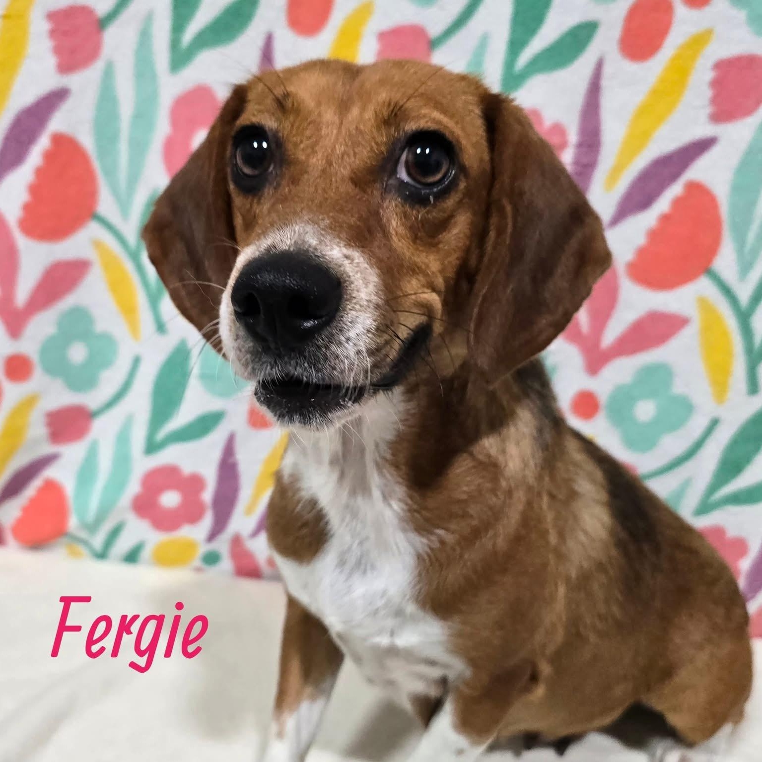 Fergie, Young Female Mixed Breed