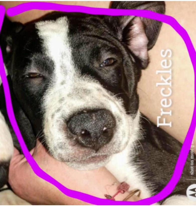 FRECKLES, Adoptable, Young Female Boxer & Staffordshire Bull Terrier.