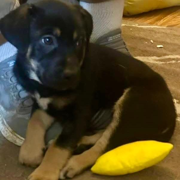 Karlie, ADOPTABLE, Young Female American Staffordshire Terrier.