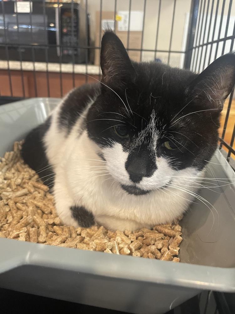 Hollywood "Holly", Adoptable, Adult Female Domestic Short Hair.