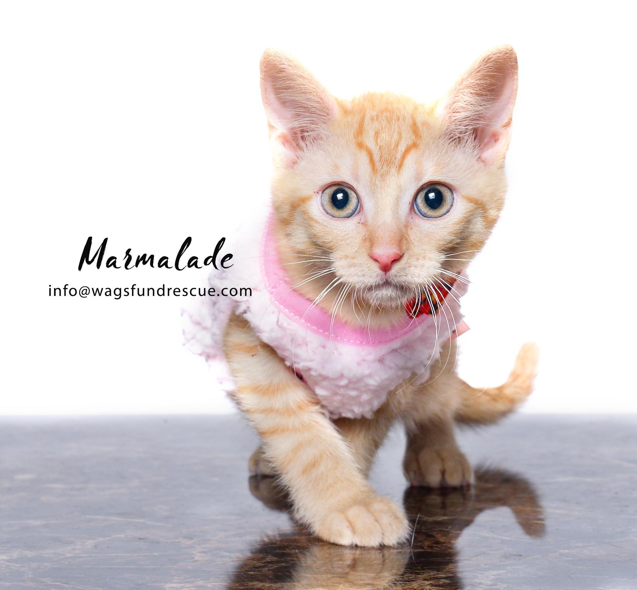 Marmalade, a Adoptable mixed breed in Houston, TX image 5/5