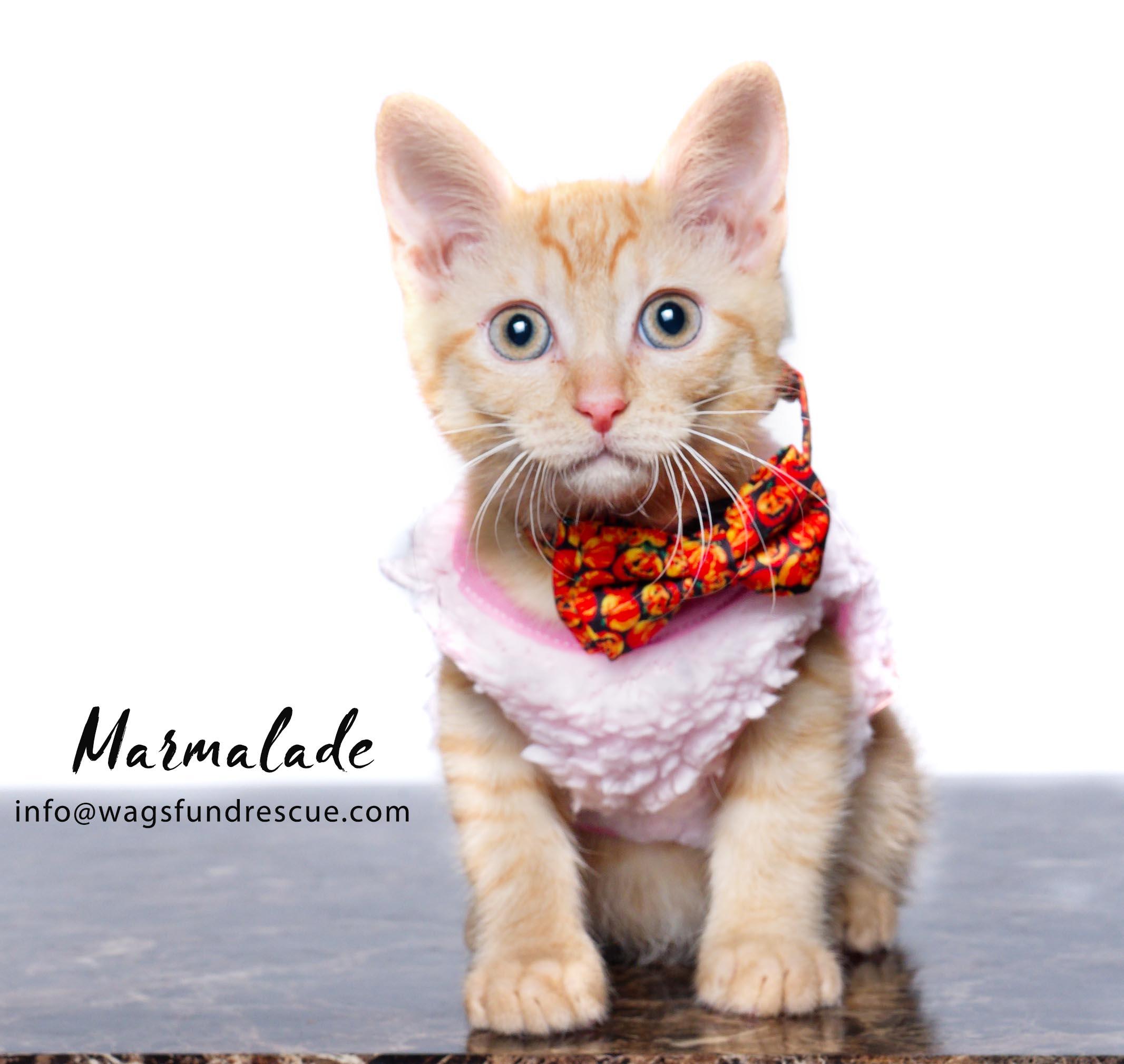 Marmalade, Adoptable, Kitten Female Tabby & Domestic Short Hair.