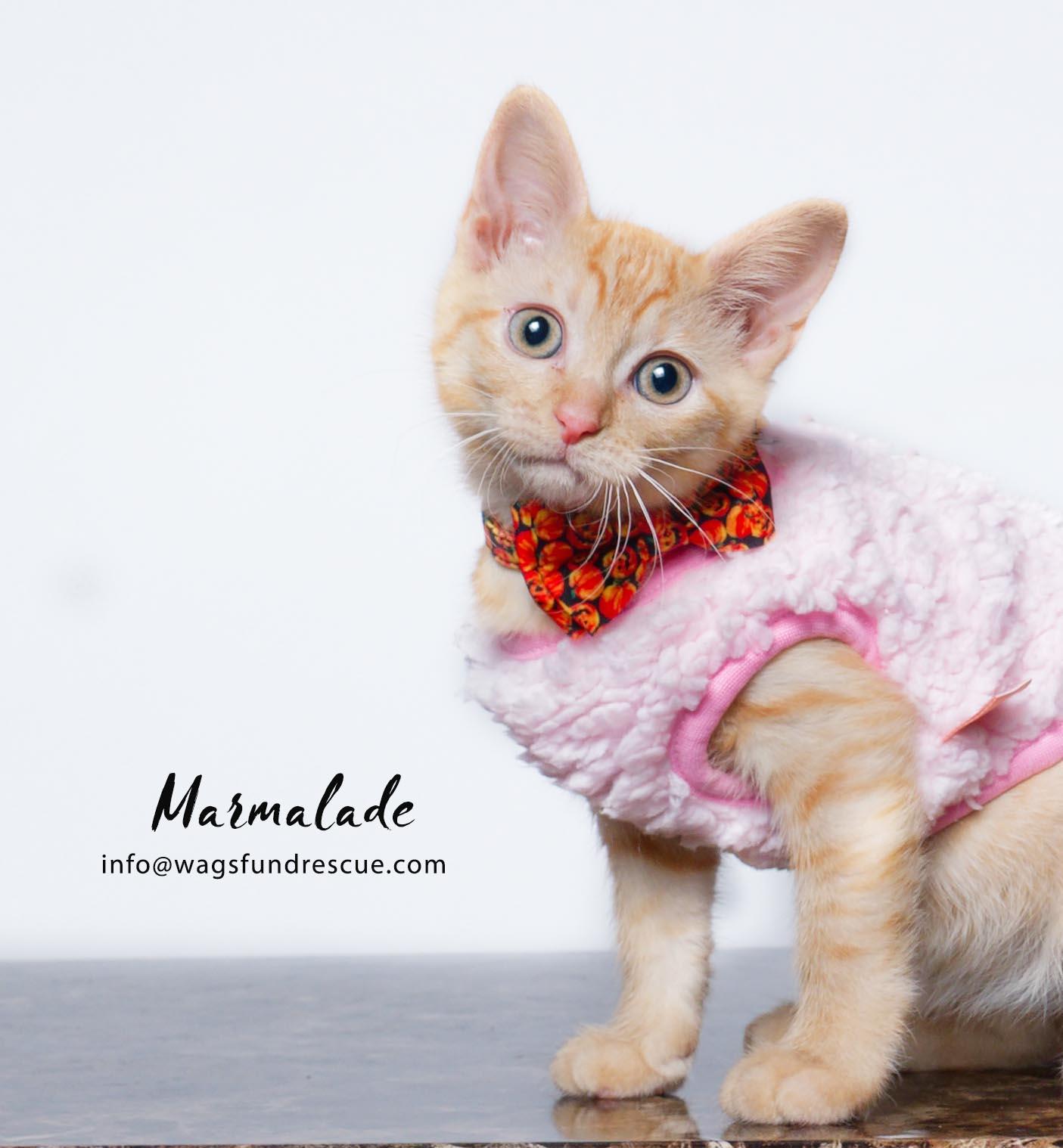 Marmalade, a Adoptable mixed breed in Houston, TX image 3/5