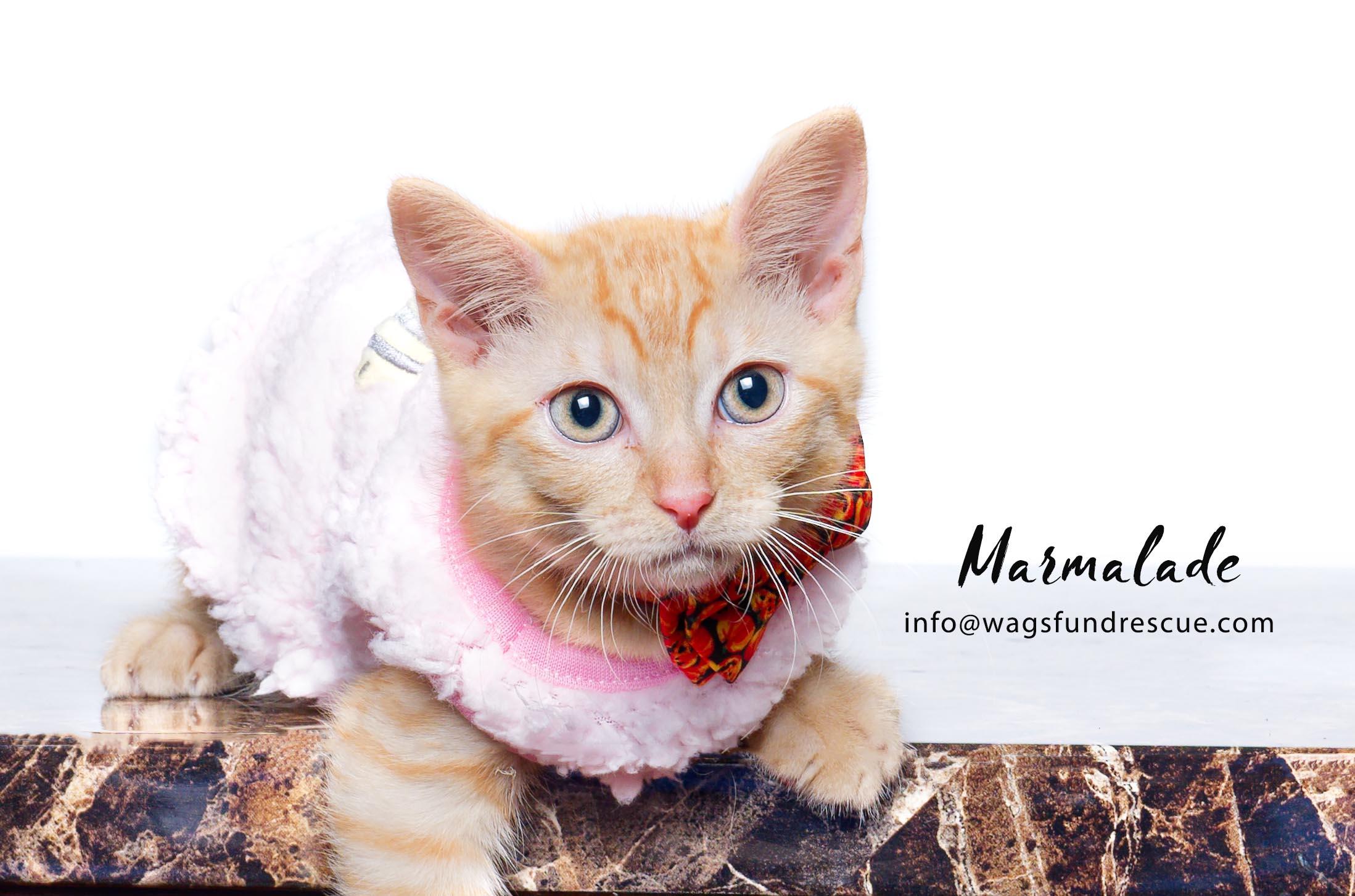 Marmalade, a Adoptable mixed breed in Houston, TX image 4/5