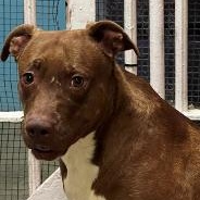 Twirl 3975, adoptable, Adult Female Pit Bull Terrier.