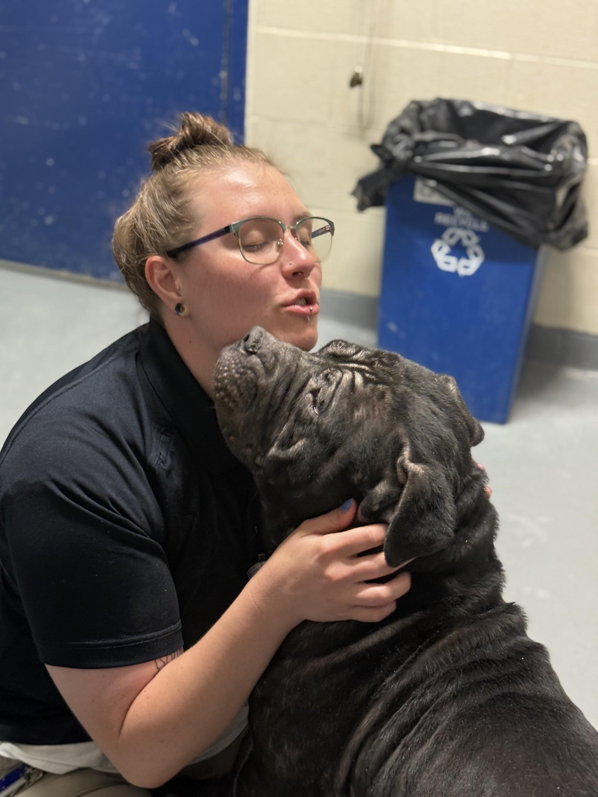 Enlarge Rodeo Burger, a ADOPTABLE American Bully in Ashland, VA image 2/4