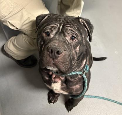 Enlarge Rodeo Burger, a ADOPTABLE American Bully in Ashland, VA image 3/4