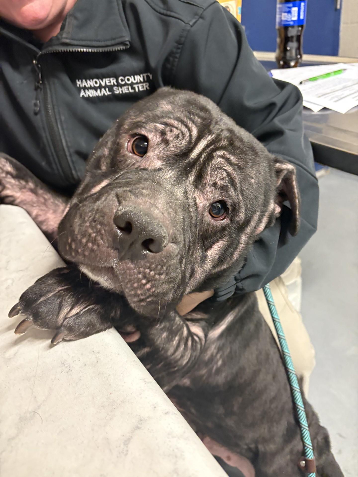 Enlarge Rodeo Burger, a ADOPTABLE American Bully in Ashland, VA image 1/4