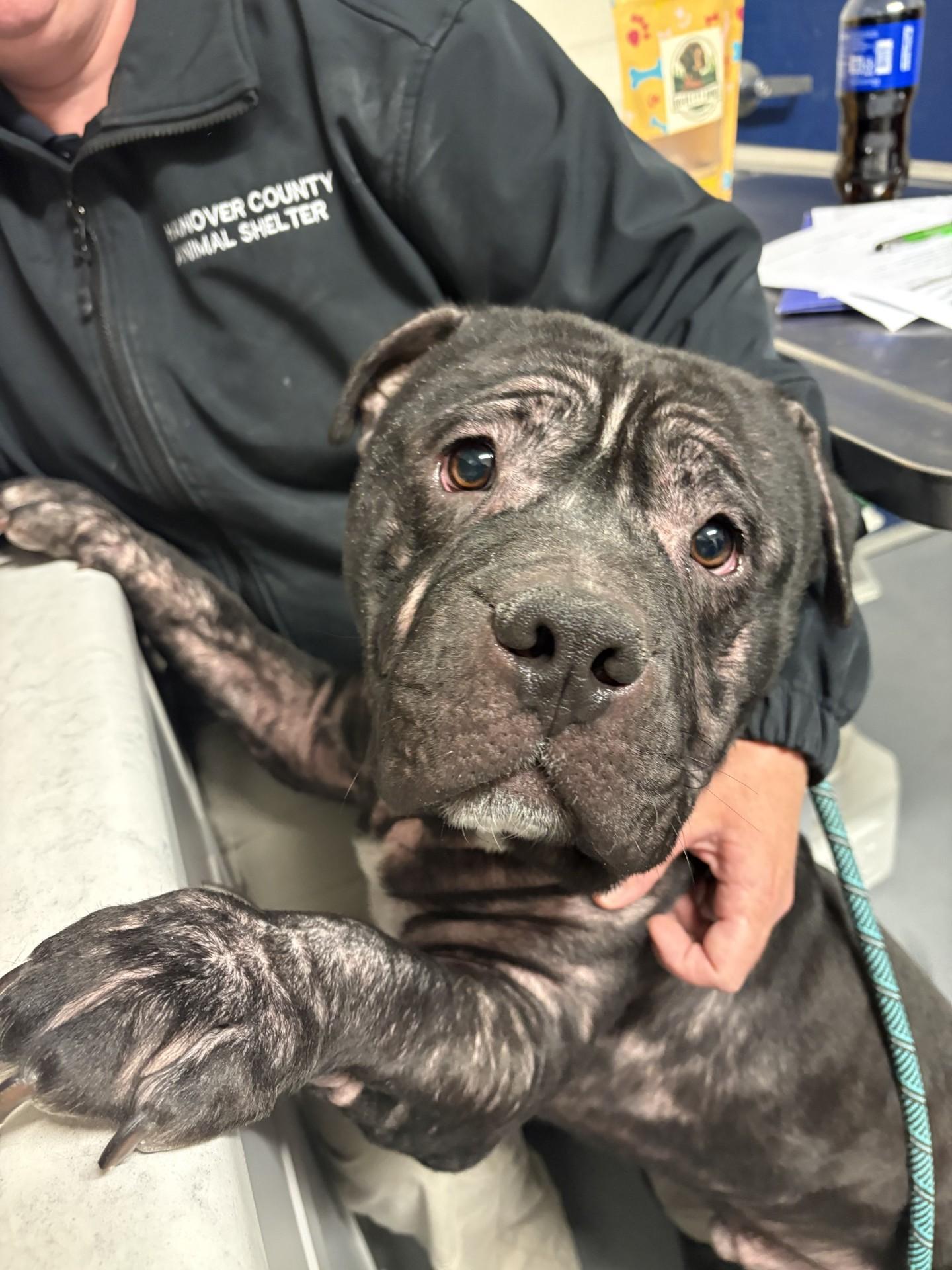 Enlarge Rodeo Burger, a ADOPTABLE American Bully in Ashland, VA image 4/4