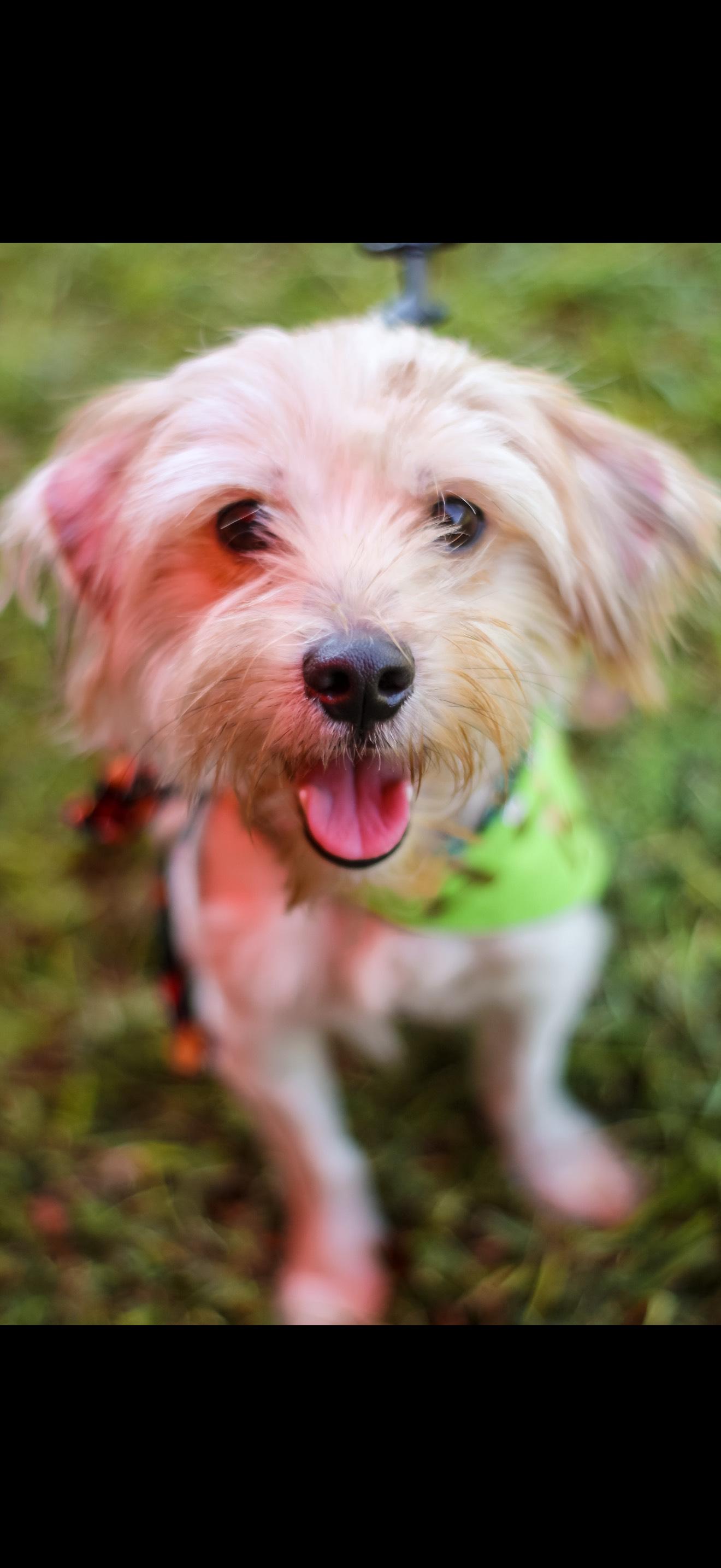 REED, an adoptable Maltipoo in Newborn, GA, 30056 | Photo Image 6
