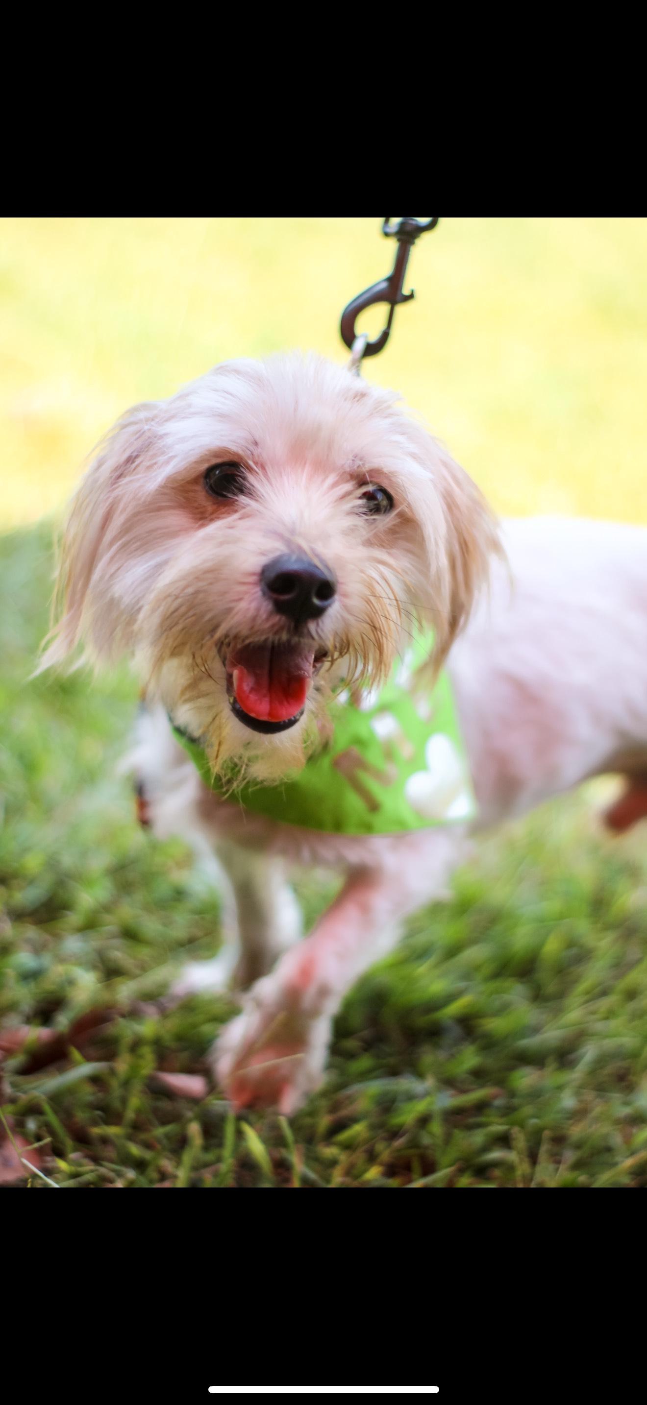 REED, an adoptable Maltipoo in Newborn, GA, 30056 | Photo Image 1