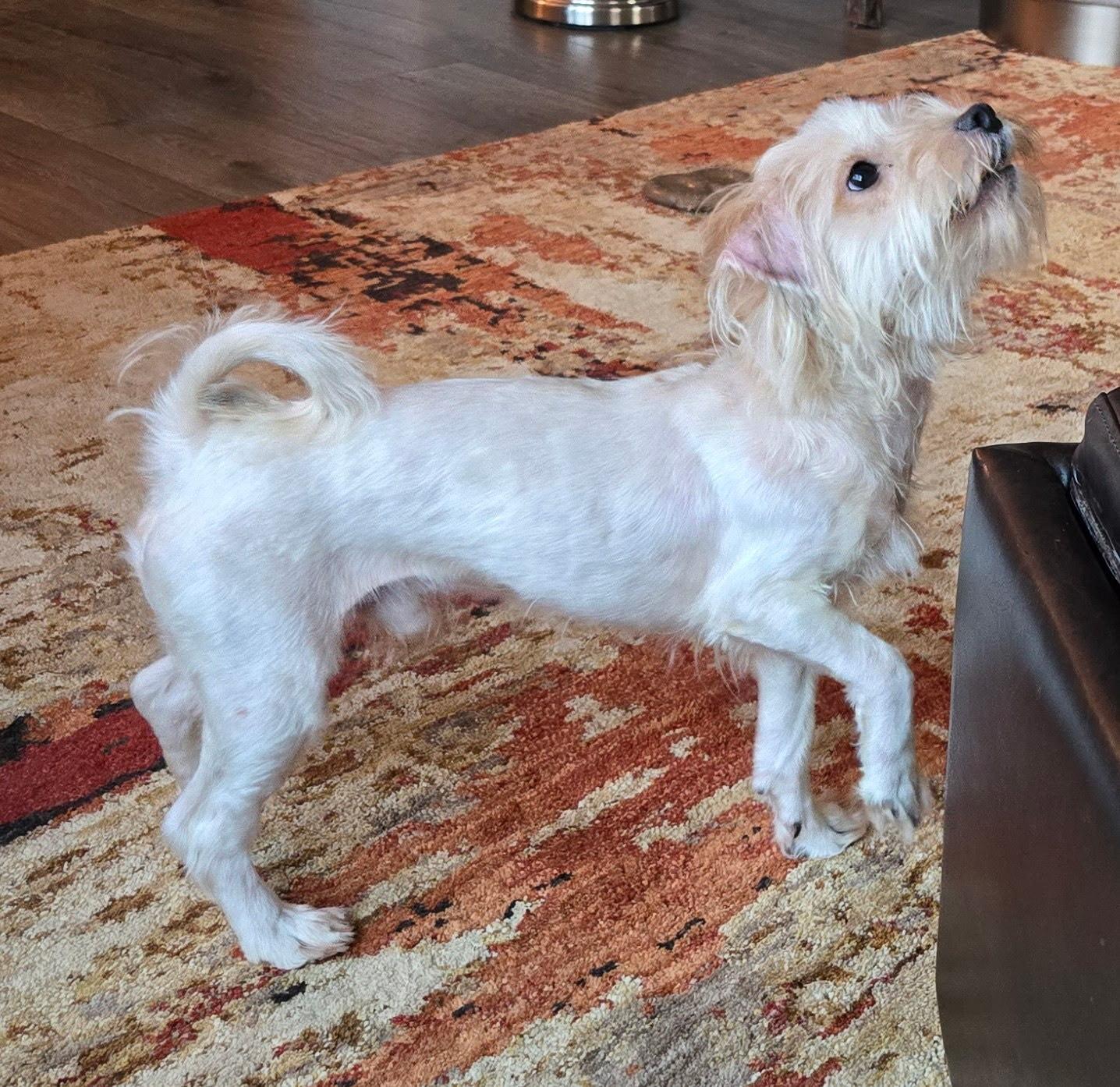 REED, an adoptable Maltipoo in Newborn, GA, 30056 | Photo Image 5