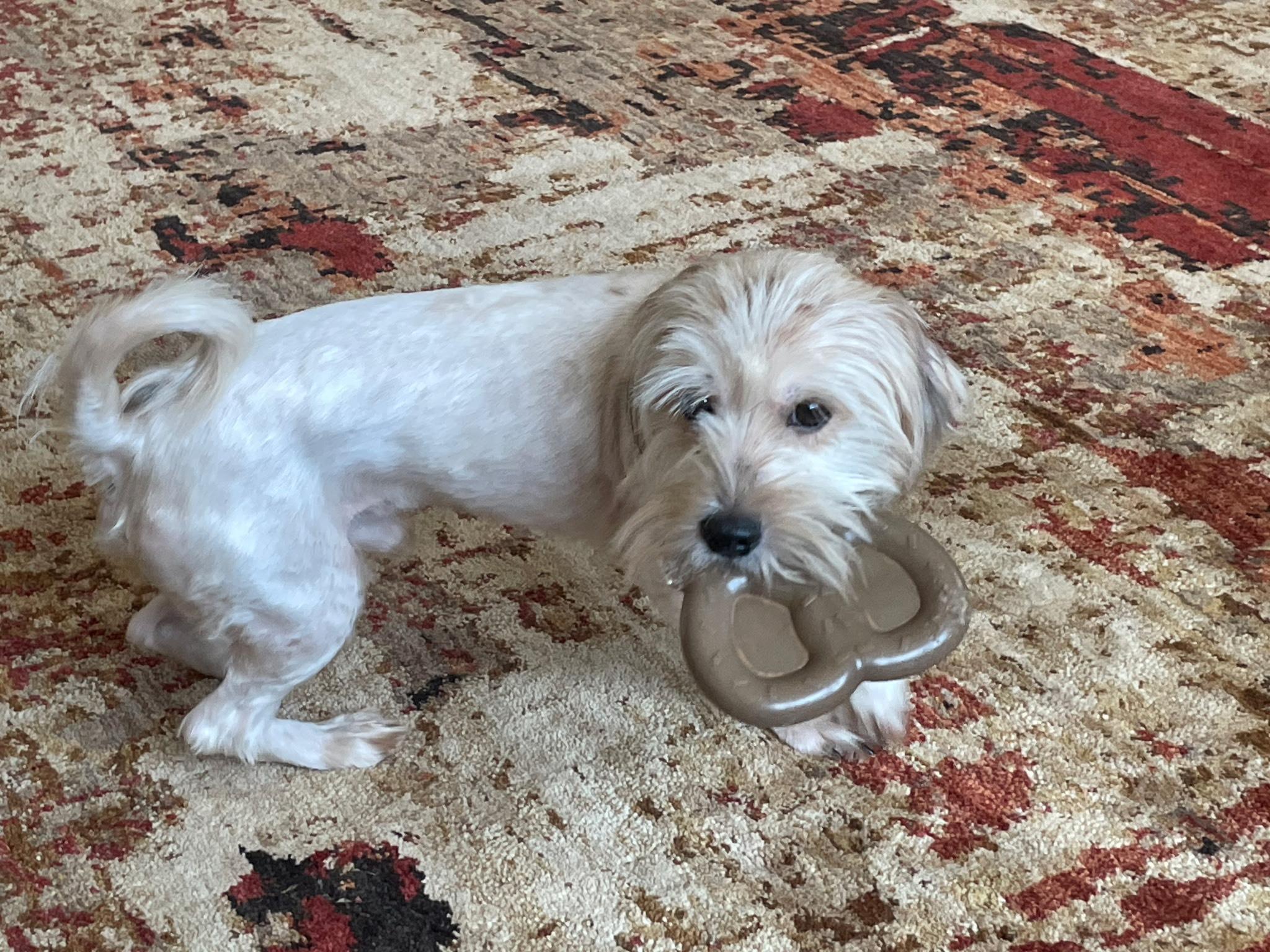 REED, an adoptable Maltipoo in Newborn, GA, 30056 | Photo Image 2