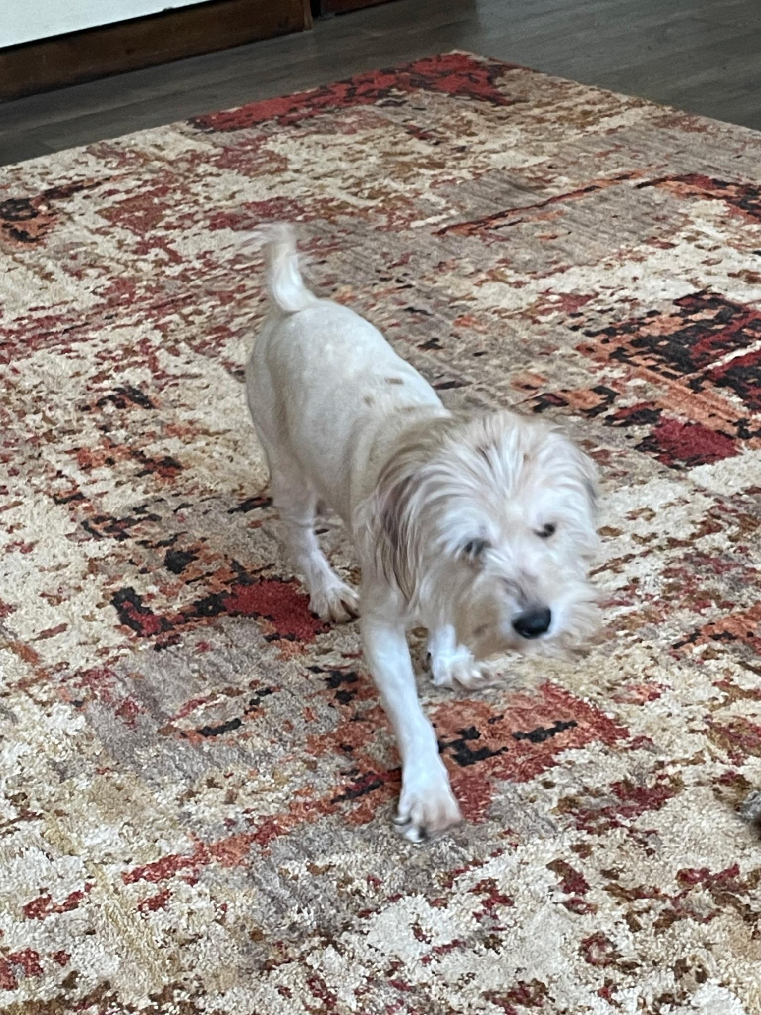 REED, an adoptable Maltipoo in Newborn, GA, 30056 | Photo Image 3
