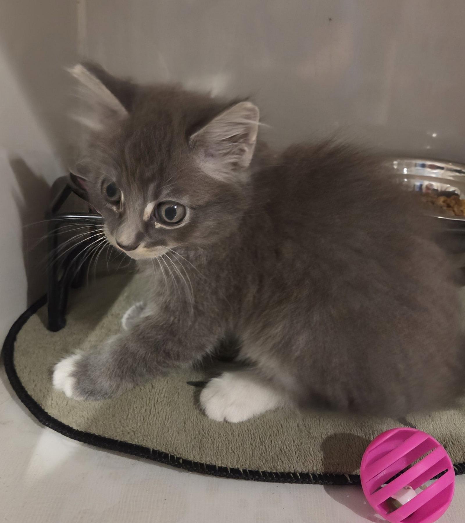 Darby 7.15.26, Adoptable, Kitten Male Domestic Medium Hair.
