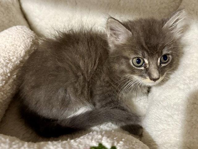 Enlarge Darby 7.15.26, a Adoptable Domestic Medium Hair in Apopka, FL image 2/3