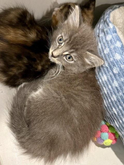 Enlarge Darby 7.15.26, a Adoptable Domestic Medium Hair in Apopka, FL image 3/3