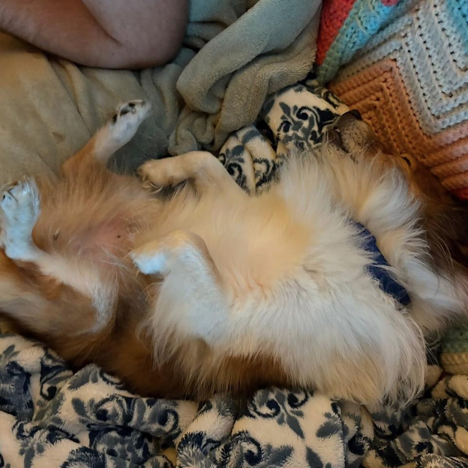 Bingo, a Adopted Shetland Sheepdog / Sheltie in Des Moines, IA image 1/4