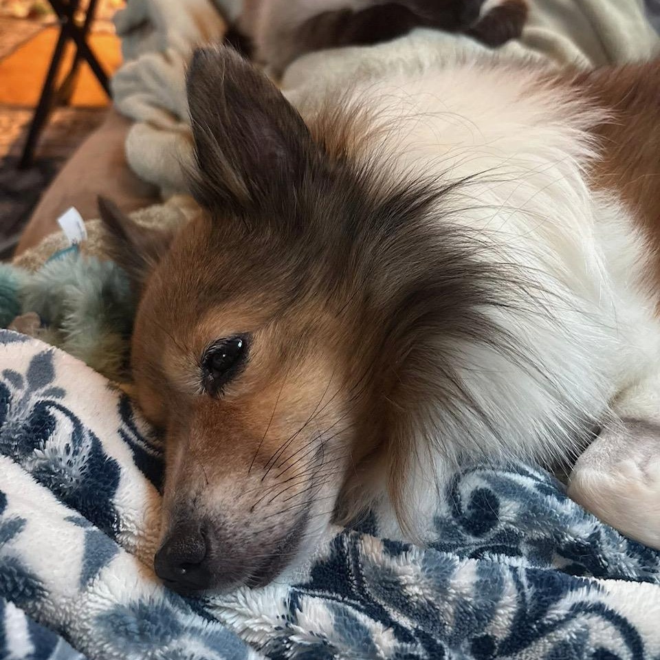 Bingo, a Adopted Shetland Sheepdog / Sheltie in Des Moines, IA image 2/4