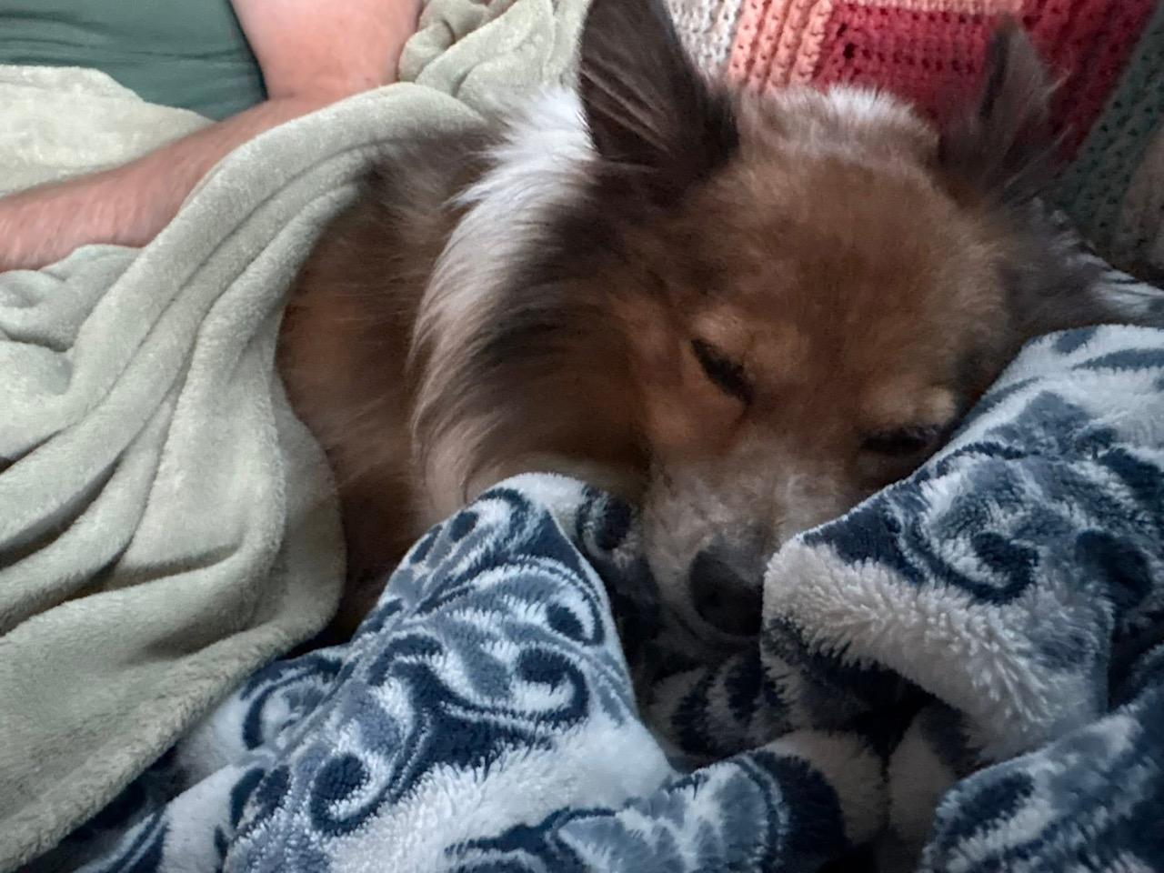 Bingo, a Adopted Shetland Sheepdog / Sheltie in Des Moines, IA image 3/4