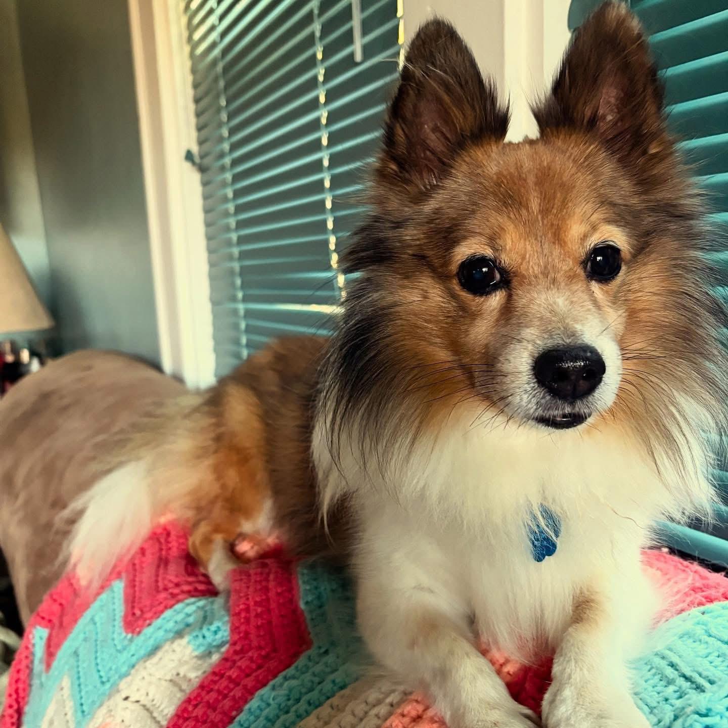 Bingo, a Adopted Shetland Sheepdog / Sheltie in Des Moines, IA image 4/4