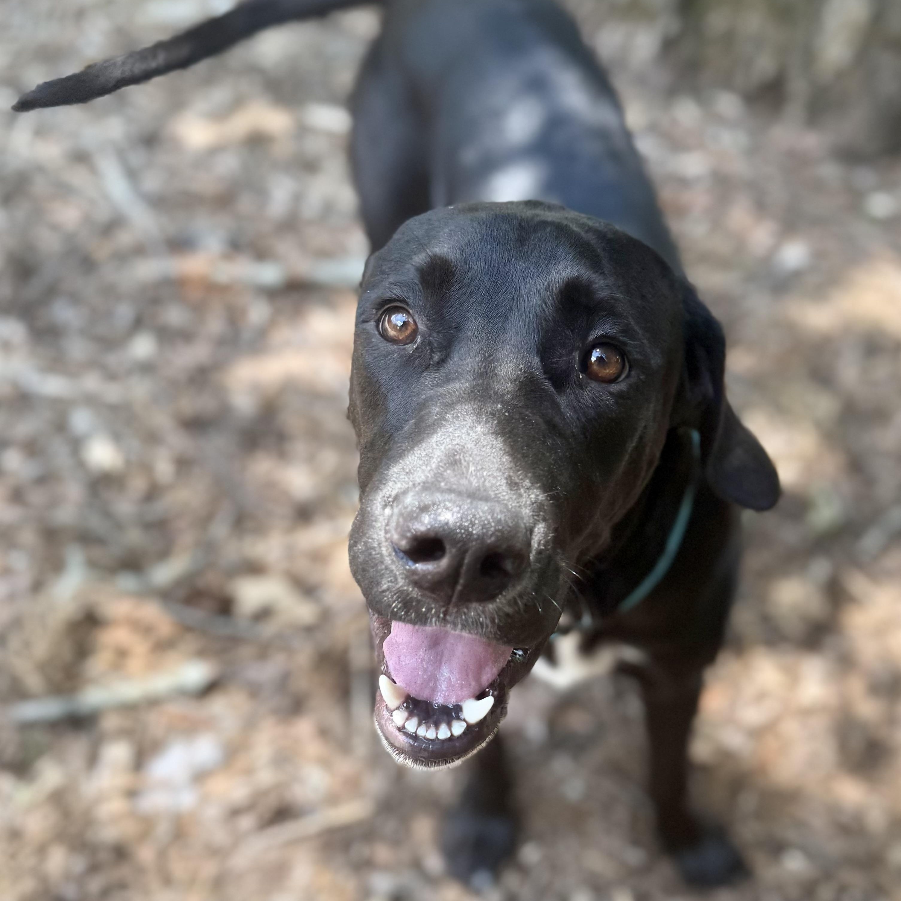 Enlarge Spark - COURTESY POST, an adopted mixed breed in Mashpee, MA image 3/4
