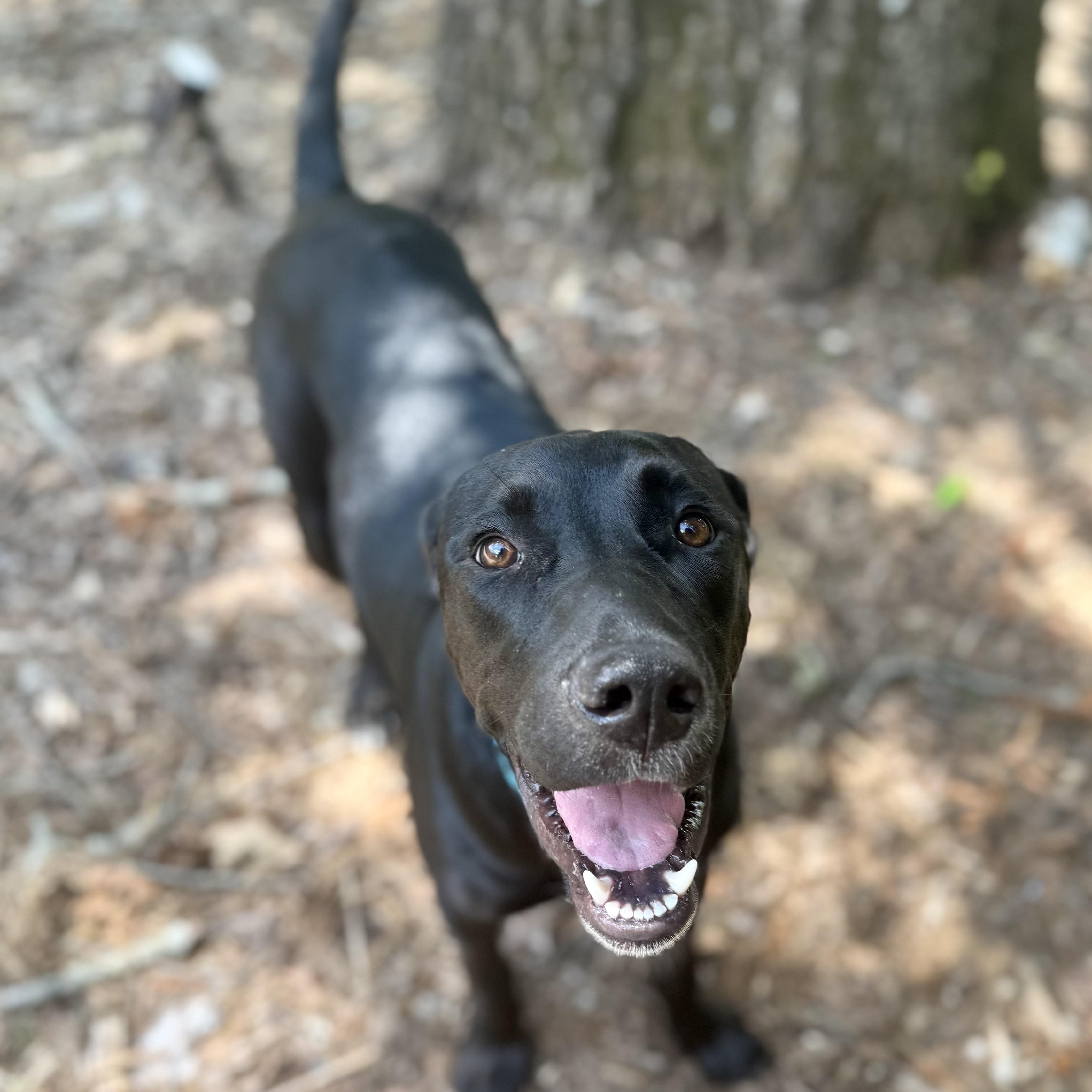 Enlarge Spark - COURTESY POST, an adopted mixed breed in Mashpee, MA image 2/4