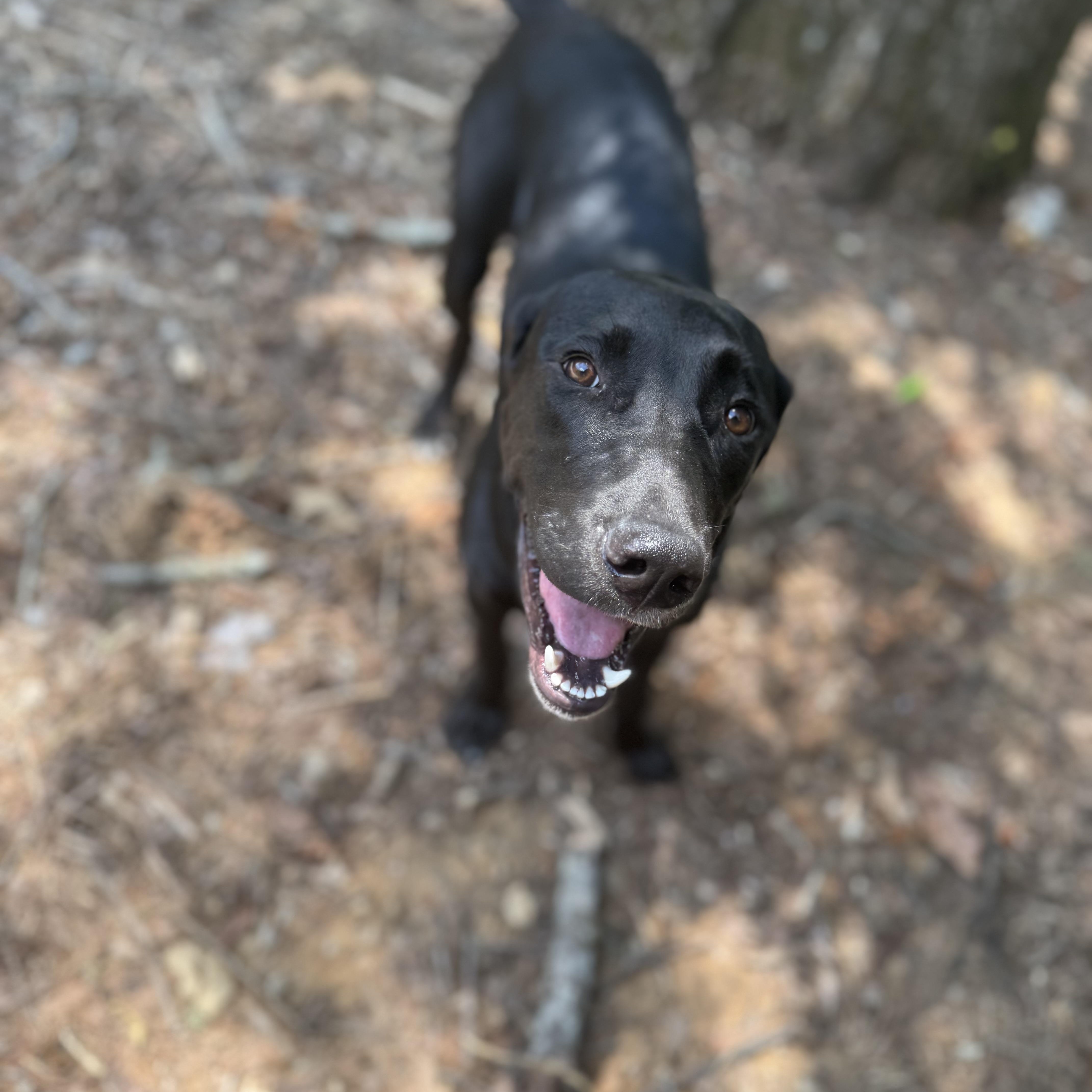 Enlarge Spark - COURTESY POST, an adopted mixed breed in Mashpee, MA image 4/4