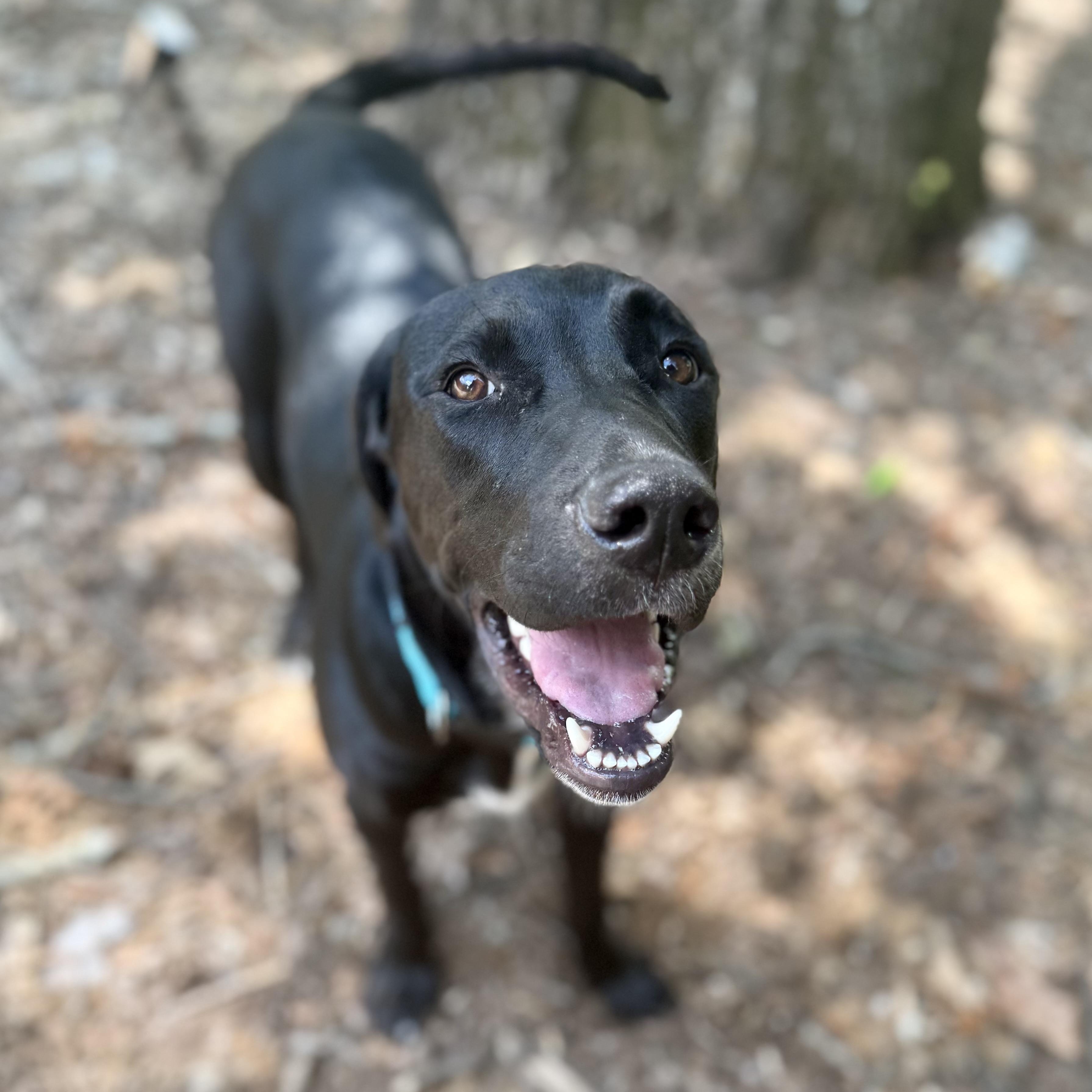 Enlarge Spark - COURTESY POST, an adopted mixed breed in Mashpee, MA image 1/4