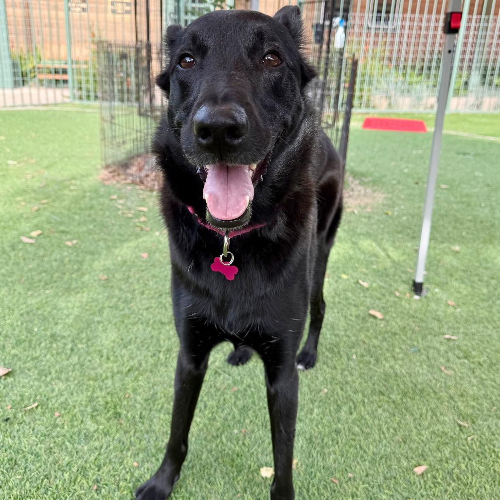 Enlarge Monica, a Adoptable Shepherd in Agoura Hills, CA image 1/5
