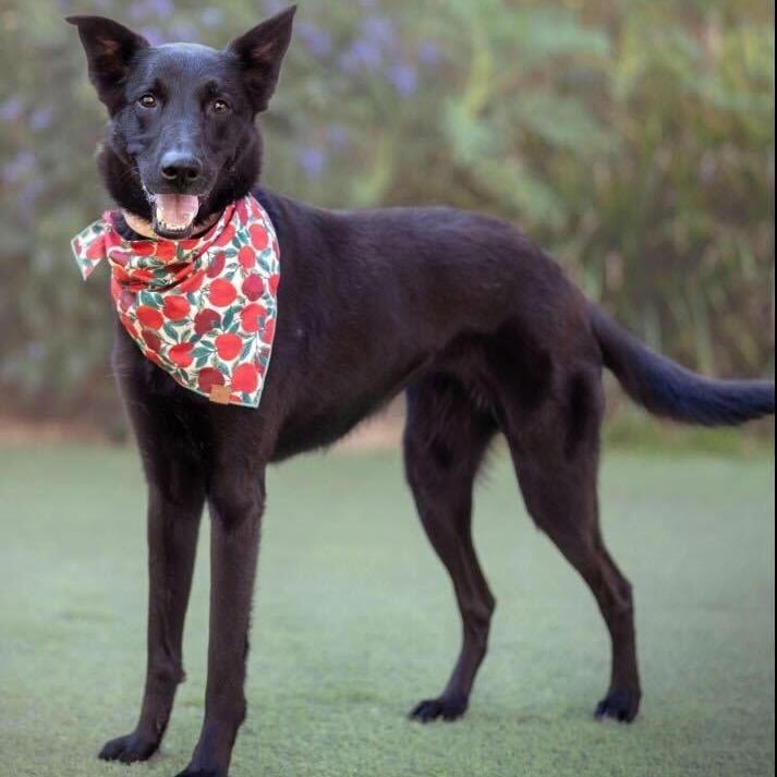 Enlarge Monica, a Adoptable Shepherd in Agoura Hills, CA image 2/5
