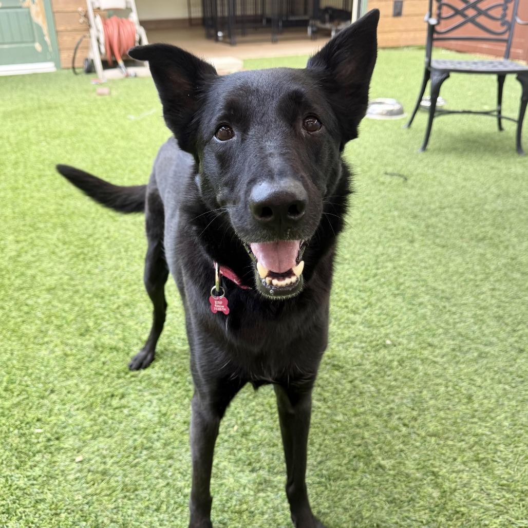 Enlarge Monica, a Adoptable Shepherd in Agoura Hills, CA image 3/5