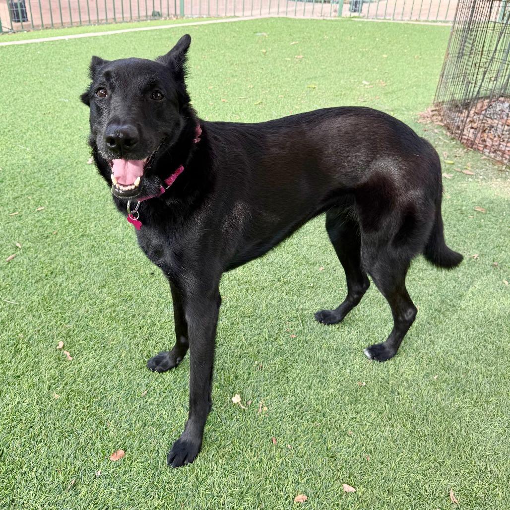 Enlarge Monica, a Adoptable Shepherd in Agoura Hills, CA image 4/5