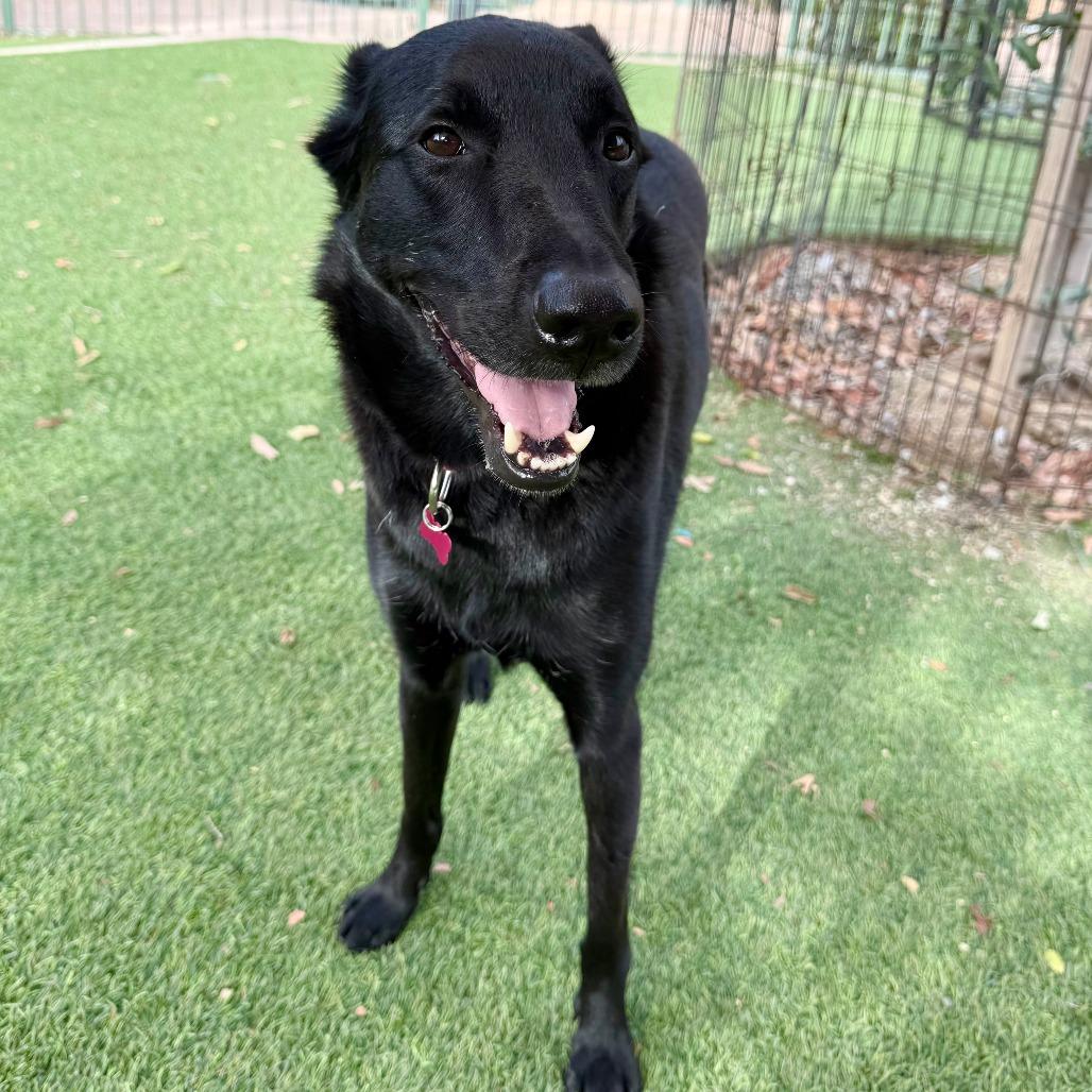 Enlarge Monica, a Adoptable Shepherd in Agoura Hills, CA image 5/5
