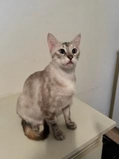 Enlarge Frou Frou, a Adoptable Siamese in Naples, FL image 1/1
