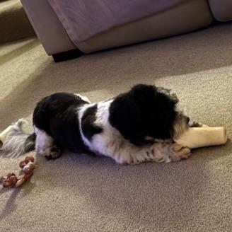 Enlarge Snoopy, a Adoptable mixed breed in Cincinnati, OH image 1/5