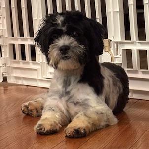 Enlarge Snoopy, a Adoptable mixed breed in Cincinnati, OH image 4/5