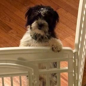 Enlarge Snoopy, a Adoptable mixed breed in Cincinnati, OH image 5/5