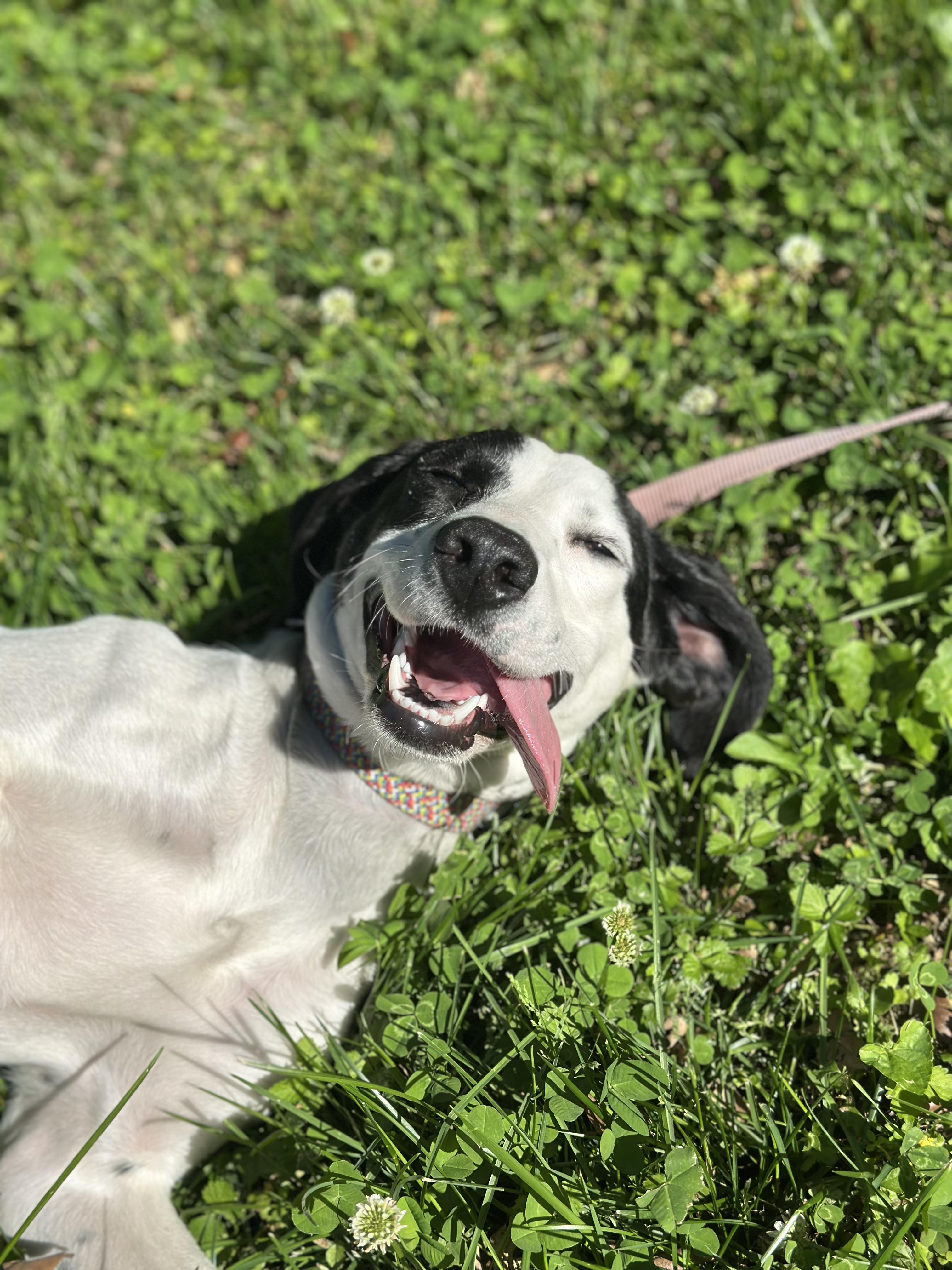 Salt, a Adoptable mixed breed in Richmond, VA image 2/6